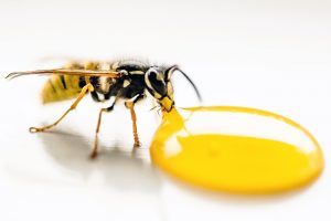 ABEJA, Miel de Manuka
